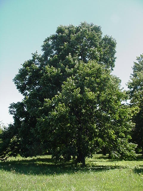 Food Plot & Fruit Trees